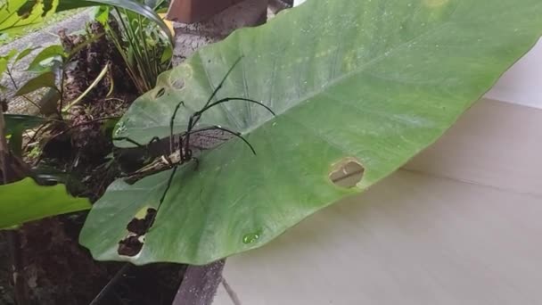 Giant Spider Walking Palm Leaf — Vídeos de Stock