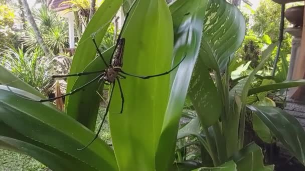 Araña Gigante Colgando Una Tela — Vídeos de Stock