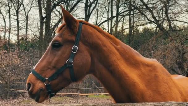 Widok Boku Czerwono Brązowy Koń Panną Młodą Padoku Zamknij Się — Wideo stockowe