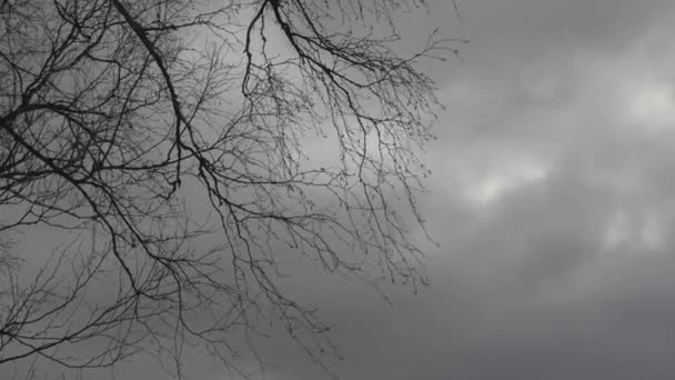 Naga Brzoza Gałęzie Silnej Burzy Wiatr Przeciwko Ciemnoszarym Zachmurzone Niebo — Wideo stockowe