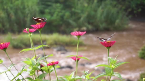 Dos Mariposas Sobre Flores Silvestres Rosadas Junto Río — Vídeos de Stock