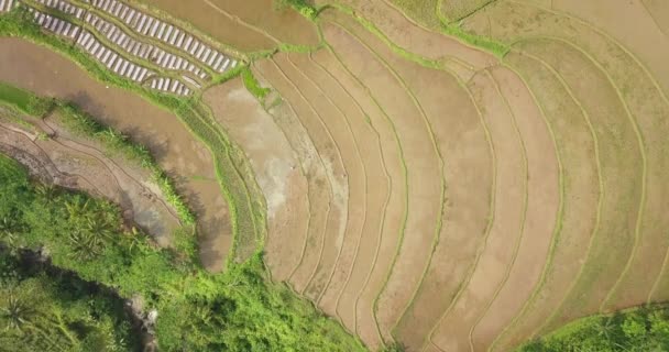 Pole Ryżowe Tonoboyo Magelang Jawa Środkowa Indonezja Widok Góry Dół — Wideo stockowe