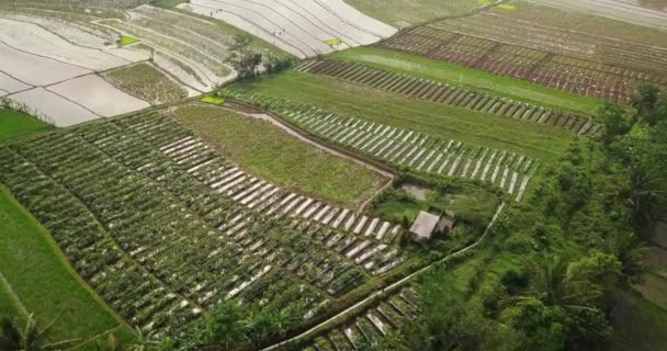 Tonoboyo Rice Field Magelang Central Java Indonesia Aerial View — Vídeos de Stock