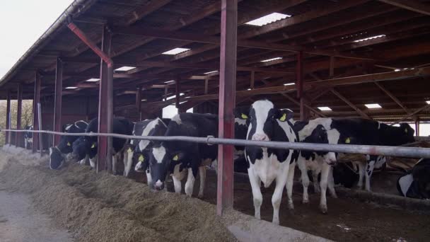 Cows Milk Production Factory Factory Worker Starts Process Milking Cows — Stock video