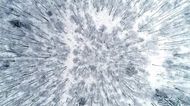 Aerial Top Backward Moving Shot Section Winter Coniferous Forest White — Video