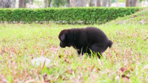 Stray Black Puppy Dog Pooping Grass Park — Stock Video