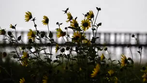 Flores Silvestres Día Soleado — Vídeos de Stock