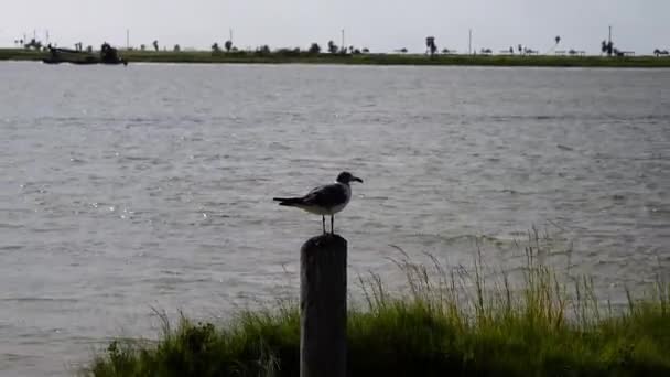 Seagull Resting Pole Zoom Zoom Out — Stock Video