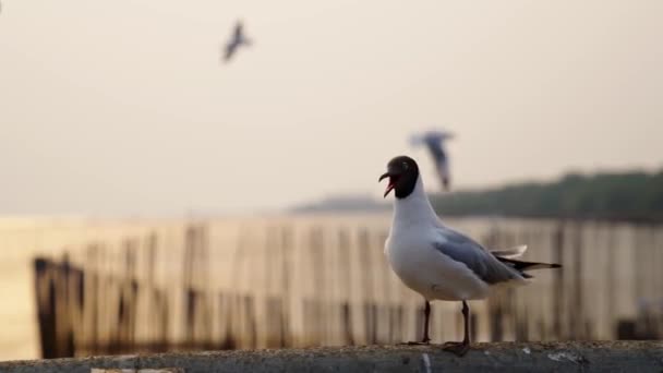 Seagull Standing Ledge Sunset Seagull Flying Background — Vídeos de Stock