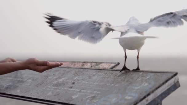 スローモーションで人間の餌を拒否するカモメが飛び立ち — ストック動画