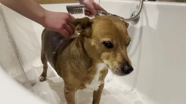 Cute Brown Jack Russel Dog Being Washed Young Teenage Girl — Vídeos de Stock