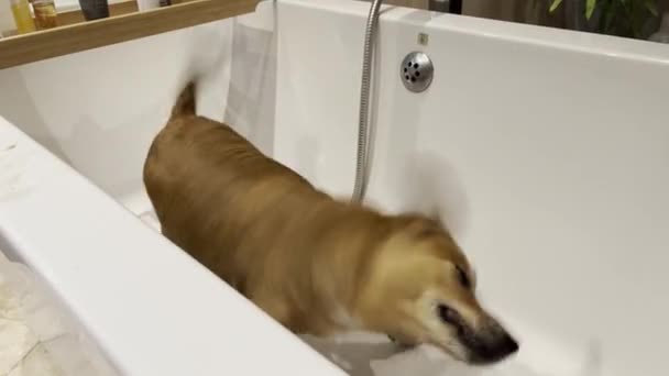 Perro Violentamente Temblando Después Del Baño Lindo Marrón Jack Russel — Vídeo de stock