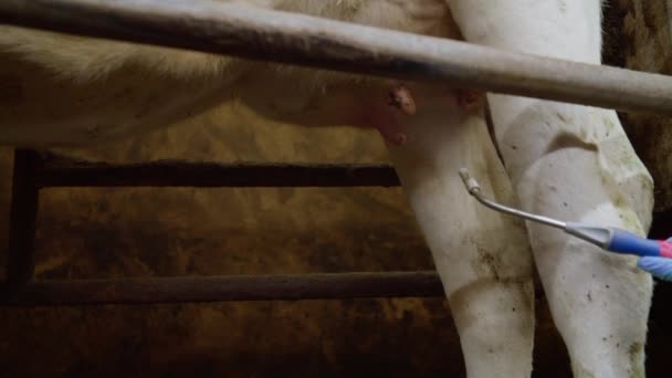 Processen Att Kor Mjölkas Mejerifabrik Teknologiskt Avancerad Modern Gård Automatisk — Stockvideo
