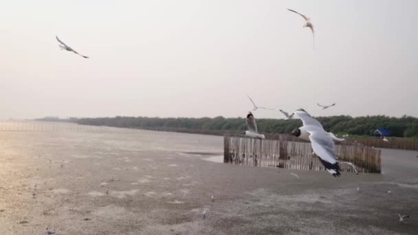 有红树林背景的落日下 海鸥在大桥附近缓慢飞行 — 图库视频影像