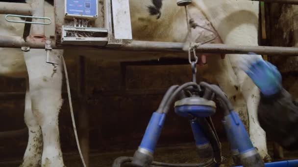 Het Proces Van Koeien Die Gemolken Worden Een Zuivelfabriek Technologisch — Stockvideo