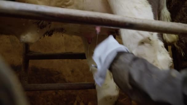 Kühe Der Milchproduktionsfabrik Ein Fabrikarbeiter Beginnt Kühe Maschinell Melken Automatisierte — Stockvideo