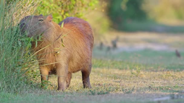 Pregnant Mother Capybara Hydrochoerus Hydrochaeris Foraging Dense Vegetations Flapping Its — Vídeos de Stock