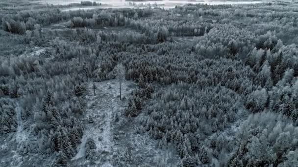 Aerial Backward Moving Shot Coniferous Trees Forest Covered White Snow — Vídeo de Stock