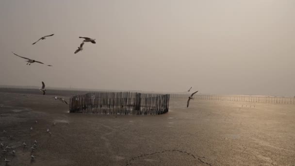 Чайки Літають Повільному Русі Тихому Мангровому Узбережжі Сансет Бангкок Bang — стокове відео