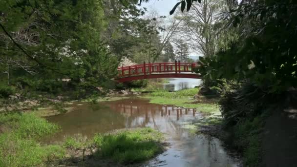 Ponte Vermelha Jardim Japonês Reflete Lago Natureza Zen Sem Pessoas — Vídeo de Stock