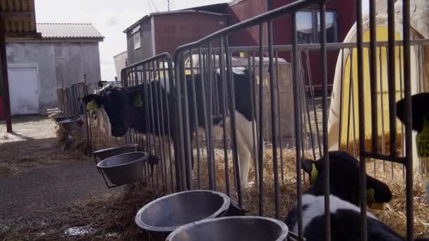 Vitelo Caneta Quinta — Vídeo de Stock