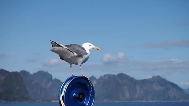 Seagull Sitting Rod Lofoten Norway — Stock Video