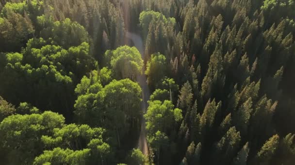 Drone Volant Dessus Une Belle Route Campagne Entourée Belles Bois — Video