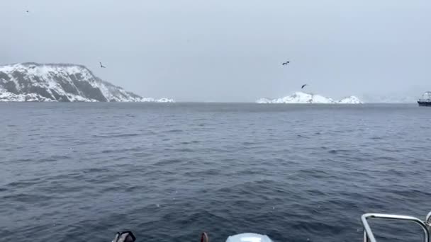 White Tail Eagles Circle Dive Ocean Viewed Back Boat Snow — Wideo stockowe