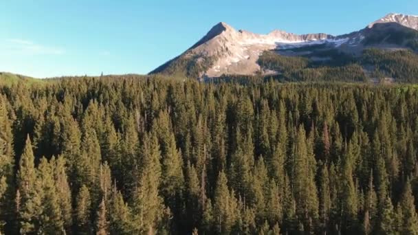 Drohne Fliegt Tief Über Kiefernkronen Mit Herrlichem Berggipfel Hintergrund — Stockvideo