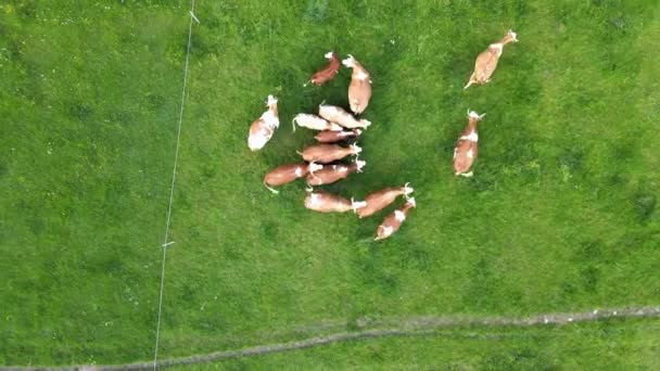 Πάνω Προς Κάτω Εναέρια Άποψη Μιας Ομάδας Αγελάδων Στο Πράσινο — Αρχείο Βίντεο