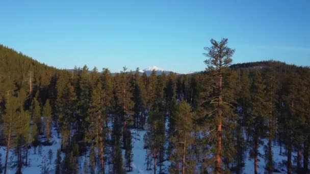 Létání Přes Stromy Deschutes Národní Les Odhalit Kaskádové Hory Oregonu — Stock video
