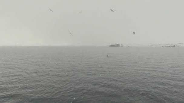Una Bandada Gaviotas Volando Pescando Océano Día Nublado Nevado Norte — Vídeos de Stock