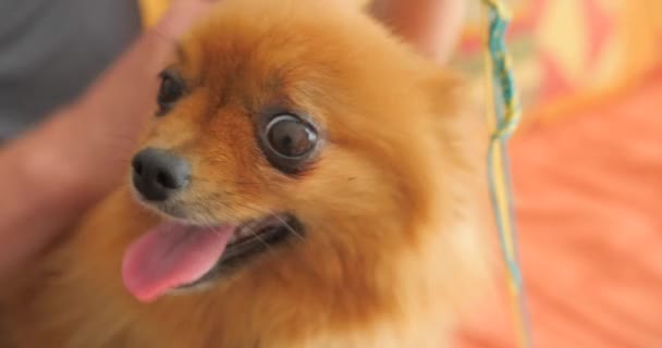 Γκρο Πλαν Άποψη Του Ιδιοκτήτη Χάιδεμα Pomeranian Σκυλί Ενώ Κάνοντας — Αρχείο Βίντεο