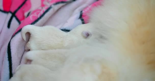 Close Shot Group Cute Newborn Pomeranian Puppy Sucking Milk Mother — Vídeo de stock
