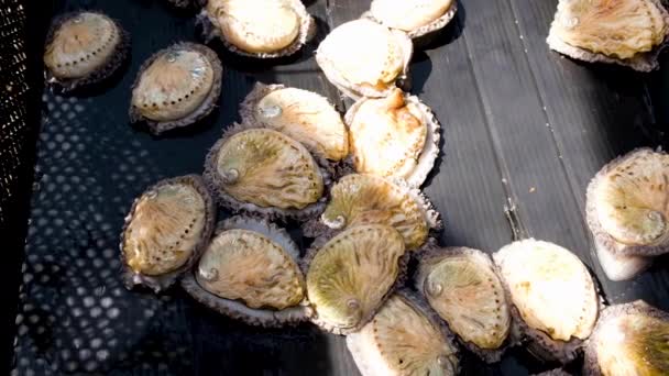 Lindo Abalone Vivo Haliotidae Deslizando Redor Agricultura Comercial — Vídeo de Stock