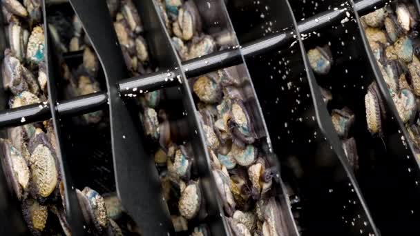 หอยเป อแอฟร กาใต เคล อนท ไปรอบ ในตะกร ภาพระยะใกล การเพาะเล ยงส — วีดีโอสต็อก