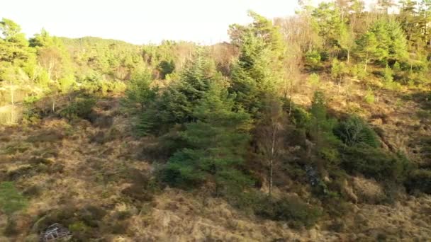 Panning Nordic Vegetation Trees — Stok video