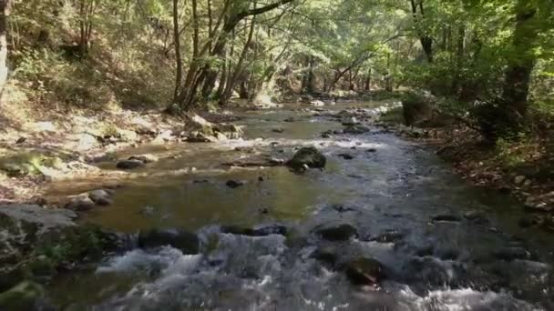 Pulito Fiume Montagna Drone Vola Sotto Gli Alberi Sopra Rocciosa — Video Stock