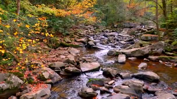 River Woods Covered Autumn Foliage — Stockvideo
