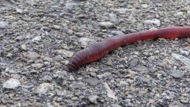 Macro Earthworm Asphalt Worm Moving Dry Concrete Road Driveway Paved — Vídeos de Stock