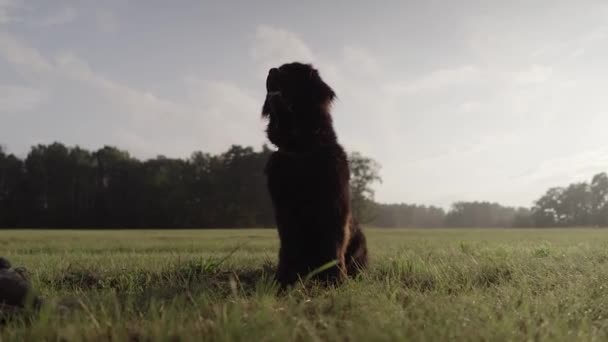 Newfoundland Hond Zit Weide Natuur Rond Kijken Slow Motion — Stockvideo