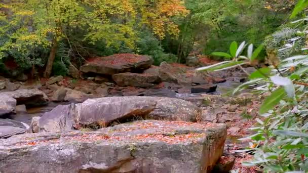 Río Rocoso Bosque Cubierto Follaje Otoñal — Vídeo de stock
