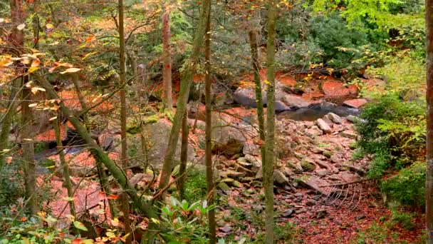 Woods Autumn Covered Fall Foliage — Video Stock