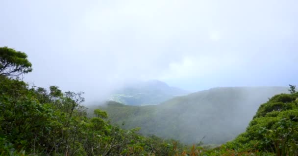 Vue Sommet Une Forêt Tropicale Verdoyante Luxuriante Dans Les Nuages — Video