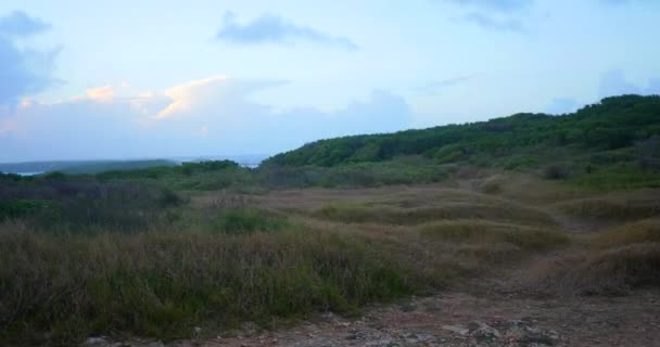 Strong Wind Blowing Grass Field Sunset Horizon Caribbean Sea Background — Vídeo de stock