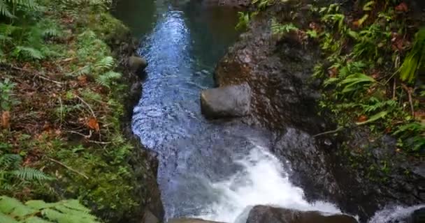 丛林里的一条小河 顺着水流向上倾斜 露出周围的热带雨林动物 — 图库视频影像