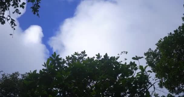 Fast Moving Clouds Blue Sky Trees Blowing Wind — Stockvideo