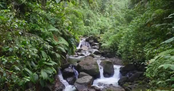 Small Stream Flowing Jungle Fauna Rainforest Both Sides River Tilt — Stockvideo