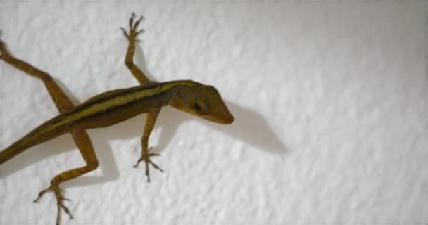 Small Green Lizard White Concrete Wall Looking Close Lizard Breathing — Stock Video