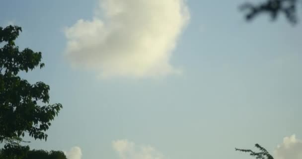 Timelapse Clouds Passing Sky Evening Trees Blowing Wind — Stock Video